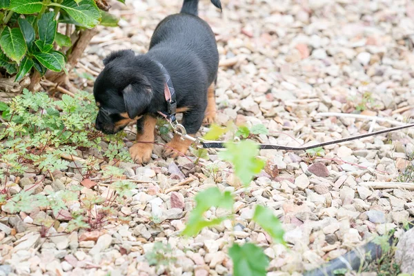 Jack Russel Terrier Welpe Läuft Neugierig Zum Ersten Mal Der — Stockfoto