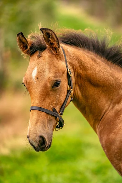 Portrait Poulain Peau Daim Cheval Avec Licou Dresse Dans Forêt — Photo