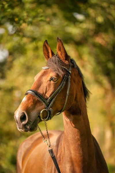 Ein Brauner Pferdekopf Mit Zaumzeug Der Herbstsonne — Stockfoto