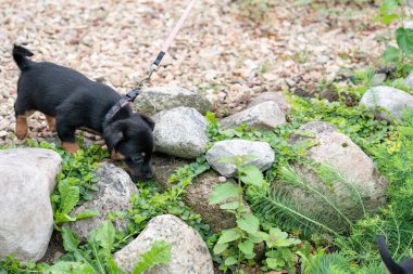 Küçük Jack Russell Terrier köpeği, bahçede ilk kez tuhaf bir şekilde kayaların üzerinde yürüyor..