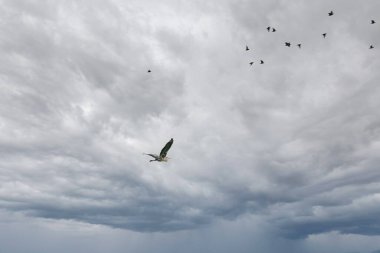 Gray heron flies in dramatic clouds, above this heron smaller birds fly, out of focus.