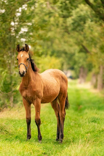 Porträt Eines Hirschlederfohlens Das Pferd Mit Halfter Steht Wald Herbstsonne — Stockfoto