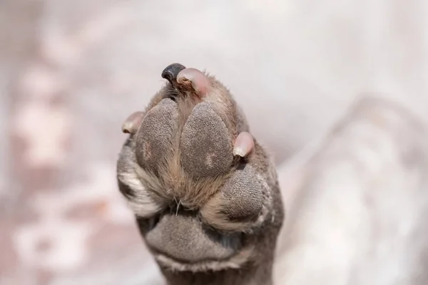 Una Mirada Cerca Parte Inferior Almohadilla Pata Del Perro Sucio — Foto de Stock