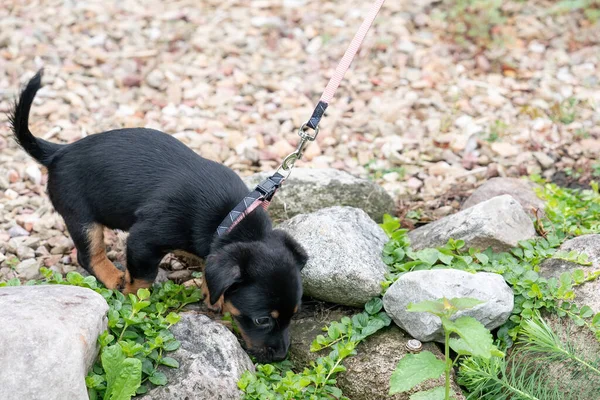 Jack Russel Terrier Welpe Spaziert Neugierig Zum Ersten Mal Auf — Stockfoto