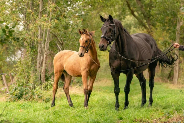 Une Jument Brune Avec Poulain Debout Sur Sentier Forestier Entouré — Photo