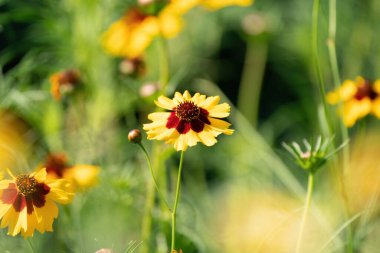 Kırlarda kahverengi kalplerle açan sarı çiçekler. Ayçiçeği, 'Goldrausch' Helenyum sonbaharı. Seçici odak.