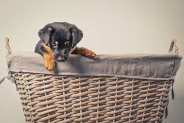 Klasik görünüm. Beyaz bir arka planda izole edilmiş hasır sepette duran sevimli bir Jack Russel Terrier yavrusunun portresi..