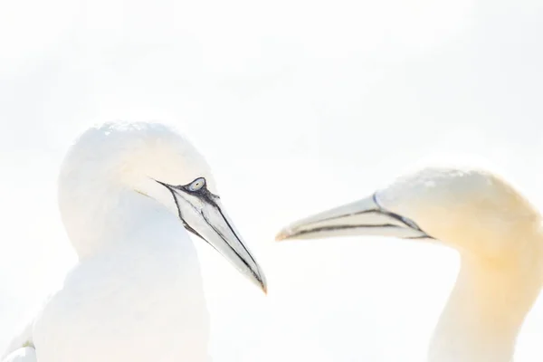 Портрет Пары Северного Ганнета Сула Басана Две Птицы Любят Мягком — стоковое фото