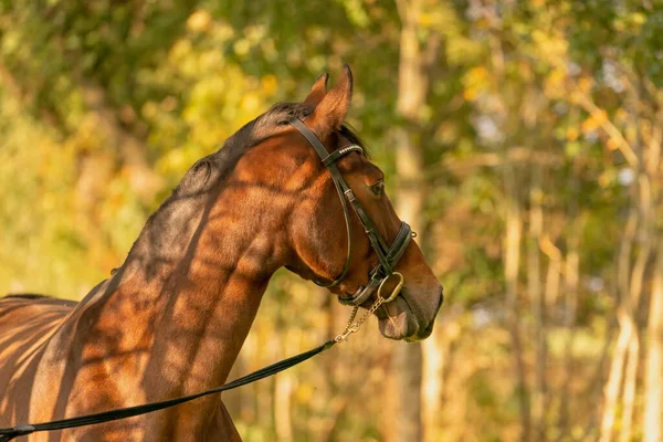 Cabeza Caballo Marrón Con Brida Sol Tarde Otoño —  Fotos de Stock