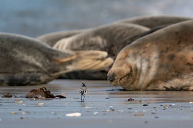 Almanya 'nın kumlu kumsalında komik tembel foklar.