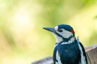 Benekli büyük bir ağaçkakanın portresi. Yeşil bokeh.