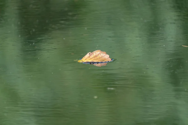 秋天枫叶飘浮在水中 秋天的色彩 — 图库照片