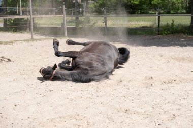 Kahverengi kısrak kumda yuvarlanıyor, kum yukarı uçuyor, rahatlama ve rahatlama aktiviteleri.