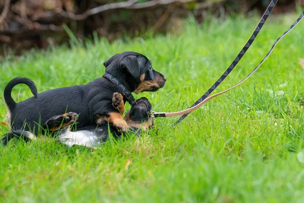 Zwei Jack Russell Terrier Welpen Neugeborene Hunde Spielen Zum Ersten — Stockfoto