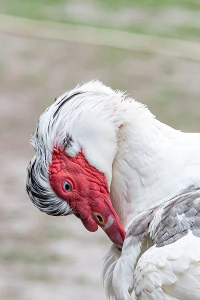 Egy Szürke Pulyka Viszket Tollak Között Kint Farmon — Stock Fotó