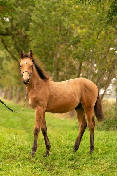 Portret Źrebaka Buckskin Koń Halterem Stoi Lesie Jesienne Słońce — Zdjęcie stockowe