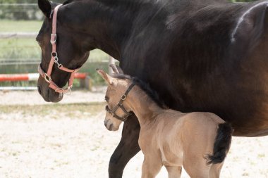 Kumda annesiyle yeni doğmuş bir tay yürüyüşü. Doğal yeşil bir arka plan..