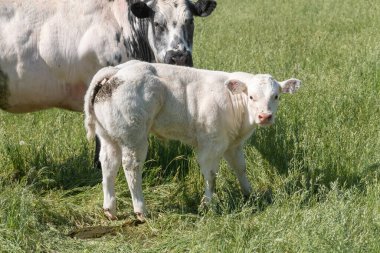 Beyaz bir buzağı, annesinin yanındaki çayırda kameraya merakla bakıyor..