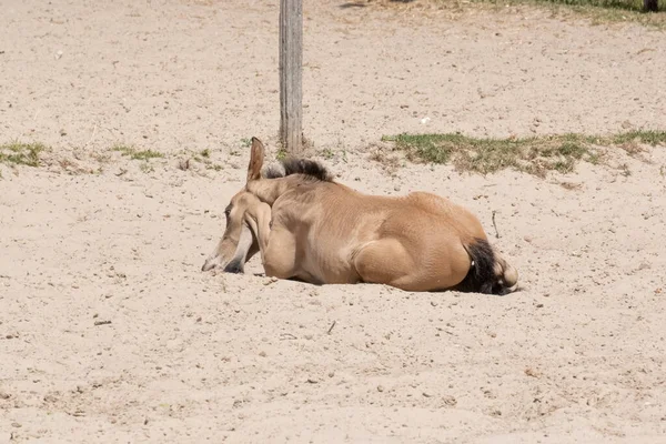 Poulain Nouveau Trouve Dans Sable Dans Cadre Rural Ferme — Photo