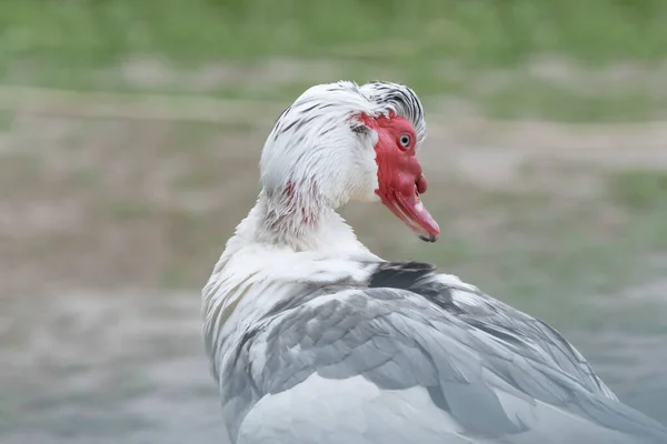 Gri Bir Hindinin Kafası Çiftliğin Dışında — Stok fotoğraf