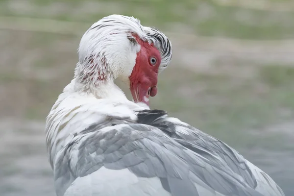 Μια Γκρίζα Γαλοπούλα Φαγουρίζει Ανάμεσα Στα Φτερά Έξω Στη Φάρμα — Φωτογραφία Αρχείου