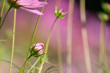 Yaz Arkaplanı. Pembe yaz çiçekleri güneşli bir günde tarlada.