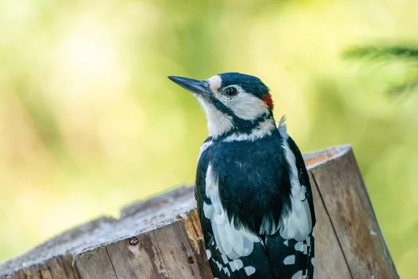 Een Portret Van Een Grote Gevlekte Specht Een Boomstam Groene — Stockfoto