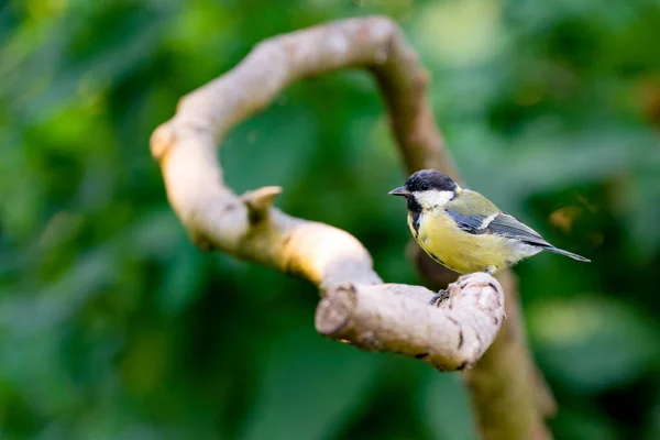 Great Tit Sitting Curved Branch Detailed Side View Bokeh Green — Stockfoto