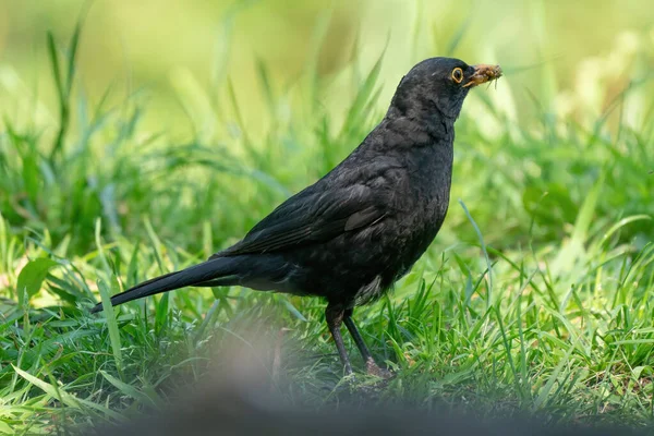 수있는 검은가슴물떼새 풀밭에 큰부리새입니다 사이드 클로즈업 — 스톡 사진