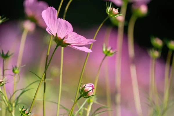 Sfondo Estivo Fiori Estivi Rosa Campo Una Giornata Sole — Foto Stock