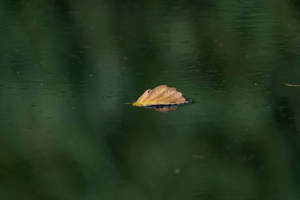 Кленовый Лист Воде Плавающий Осенний Кленовый Лист — стоковое фото