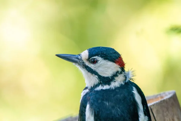 Een Portret Van Een Grote Gevlekte Specht Een Boomstam Groene — Stockfoto