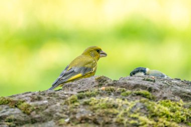 Bir yeşil ispinoz bir taşın üzerinde oturmuş tohum çiğniyor. Yan görünüşte. Odaklanamadığı bir şeyin parçası..
