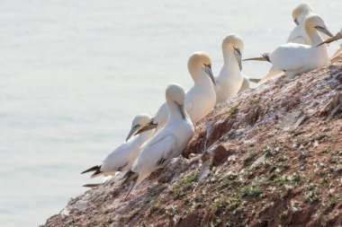 Altı sümsük kuşundan oluşan bir koloni eğimli bir kayanın üzerinde duruyor. Arka planda deniz.