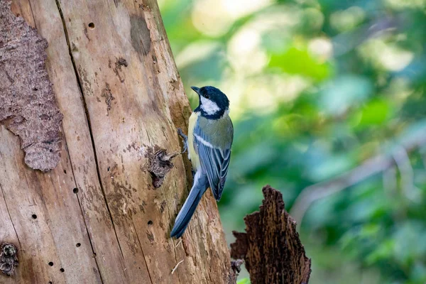 A great tit sits against a tree in side view. Very detailed bird and tree.