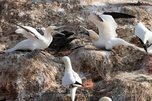 A colony of gannets stand on a rock. They welcome each other, sea in the background.