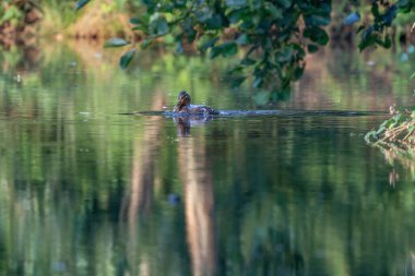 Dişi yaban ördeği. Suyun içine sıçrıyor. Ördeğin gündoğumunda yeşil suda yansıyan portresi..