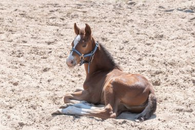 Kestane rengi, tilki renginde genç bir tay, üzerinde çok büyük bir yular, kumda yatıyor..