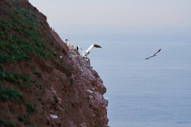 Birkaç sümsük kuşuyla denizde geniş bir kaya manzarası. Arka planda uçan sümsük kuşları.