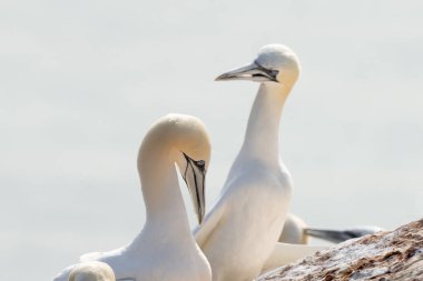 İki sümsük kuşu bir kayanın üzerinde duruyor. Arka planda deniz. Seçici odak.