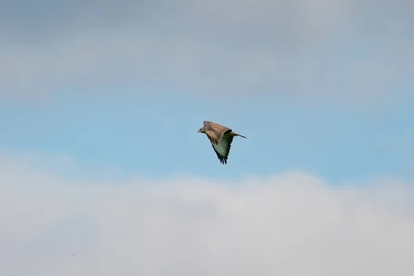 One Common Buzzard Bird Bird Pray Buteo Buteo Flight Blue — Stock Photo, Image