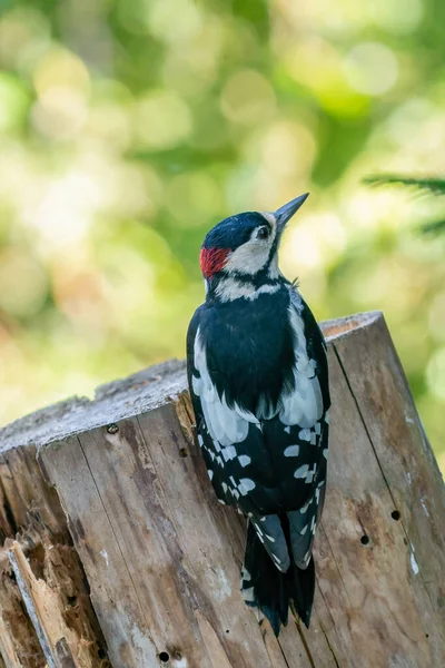 Grote Gespikkelde Specht Een Boom Van Achteren Gezien — Stockfoto