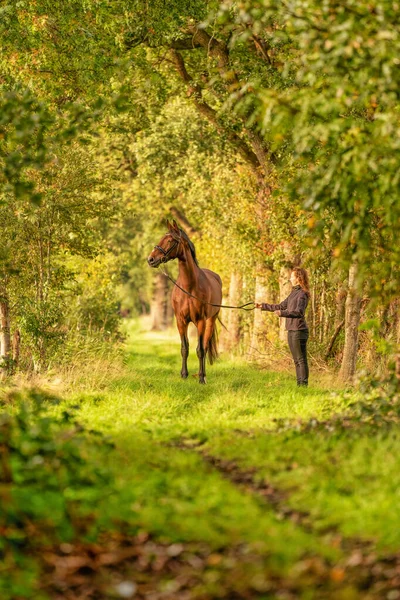 Коричневая Лошадь Молодая Женщина Траве Лесной Тропе Осенним Вечерним Солнцем — стоковое фото