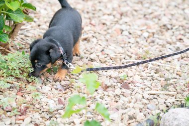 Şirin Jack Russell Terrier köpeği, ilk kez bahçede tasmayla dolaşıyor.