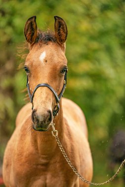 Buckskin tayının portresi, yuları olan at ormanda duruyor. Sonbahar güneşi.