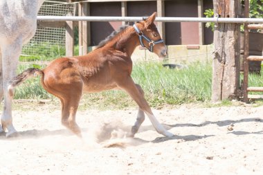 Kestane, tilki renginde genç ve sıcak kanlı bir tay kumların üzerinde uçuyor..
