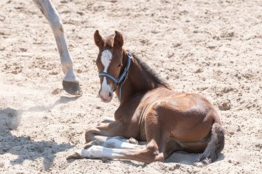 Kestane rengi genç bir tay, çok büyük mavi bir yular takmış, kumlara uzanıyor..