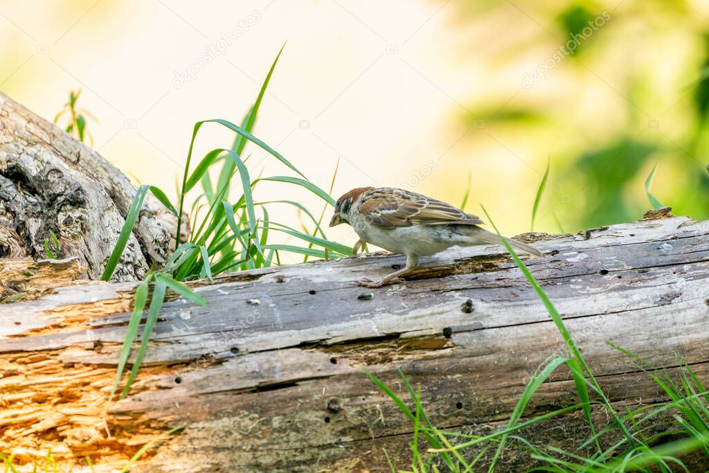 Sparrow - House sparrow on a thick tree stump with grass. Sun and shadow.