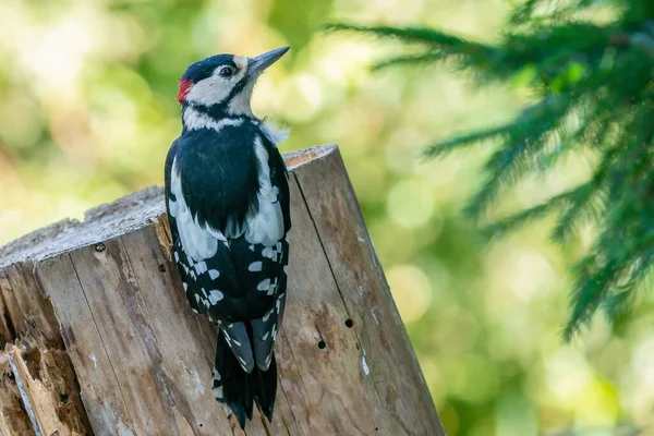 Great Spotted Woodpecker Sits Tree Trunk Pine Branches Greenery Background — Stockfoto