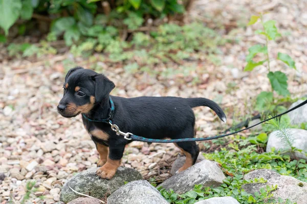 Jack Russell Terrier Welpe Läuft Zum Ersten Mal Der Leine — Stockfoto